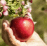 person-taking-delicious-apple-from-tree - Газета Восход
