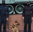 Четвероногие помощники совместно с костромскими росгвардейцами несут службу по обеспечению безопасности граждан - Росгвардия