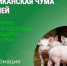 Африканская чума свиней: что нужно знать владельцу для защиты хозяйства. - Катайский муниципальный округ
