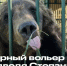 Центр «Легенда» просит помочь со строительством домика для медведя Степана - Известно.ру