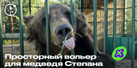 Центр «Легенда» просит помочь со строительством домика для медведя Степана - Известно.ру
