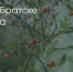 Поделитья во ВКонтакте - Братская Студия Телевидения