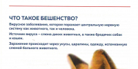 Бешенство: как распознать угрозу и защитить себя и питомца - Рузский городской округ