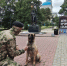 В Курске отметили День фронтовой собаки - Курская правда