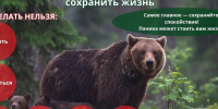 Правила поведения при встрече с медведем. - Емельяновский район