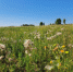 Россельхознадзором выдано предостережение кузбасскому землепользователю за зарастание почти 35 га сельхозугодий - ИА Новости Кузбасса