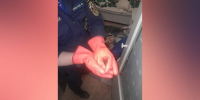 Воронежцы за неделю 5 раз вызывали спасателей из-за летучих мышей в квартирах - РИА Воронеж