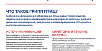 Грипп птиц: как защитить хозяйство - Рузский городской округ