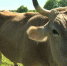 В Ярославской области сняли карантин по лейкозу скота - ГТРК