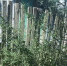Конопля в огороде - UstLabInfo.Ru