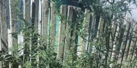 Конопля в огороде - UstLabInfo.Ru
