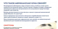 Африканская чума свиней: краткая справка - Рузский городской округ