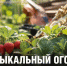 В Задонске появился «музыкальный огород»: Николай Струков устроил эксперимент с музыкой и растениями - Газета Задонская правда