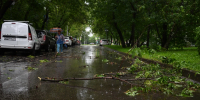 В Ульяновске в «чистый четверг» возьмутся за поваленные деревья - Комсомольская правда