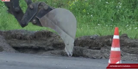 Видео - ТВН