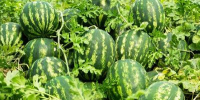 В Саратовской области приступили к уборке бахчевых культур - Министерство сельского хозяйства