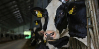 В Архангельской области молочная продуктивность коров выросла на 3% - Пресс-центр Правительства