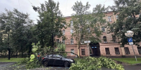 20 деревьев не выдержали ветра в Петербурге - tvspb.ru - ТК Санкт-Петербург