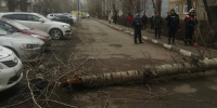 Упавшее дерево. Фото прокуратуры Оренбургской области - Ural56.Ru