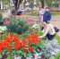 На конкурс цветников в Кирово-Чепецке поступило рекордное число заявок - ГТРК Вятка