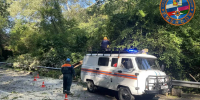 В сочинском селе рухнувшее дерево придавило автомобиль с водителем - Югополис