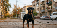 Ротвейлер, собака - РИА Омск-информ