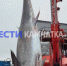 После Приморья и Сахалина тунцы добрались до Камчатки - ГТРК Владивосток
