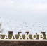 балаково - Novosti-Saratova.Ru