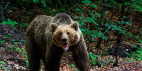 Фото: gigello/Shutterstock/Fotodom - Ямал-Медиа