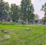 На «Реке времени» пилят деревья - Chepetsk.ru