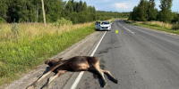❗🦌 Внимание! Дикие животные на дорогах - Газета Маяк