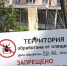 Жителям Брянской области напомнили, что делать при укусе клеща - ИА Наш Брянск.ru