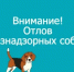 Проводится отлов собак без владельцев специализированной организацией. - Новосергиевский район