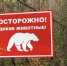 Исследователь аномалий хищников объяснил нападение медведя на туристку на Алтае - Комсомольская Правда