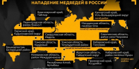 В России резко выросло число нападений медведей: 17 случаев, шестеро погибших - ТРК Татарстан-Новый век