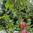 Варенье – с настроением! - Газета Призыв