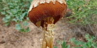 В Астраханской области нашли редчайший гриб - Астрахань 24