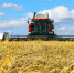 Аграрии Татарстана собрали второй миллион тонн зерна нового урожая - Минсельхоз
