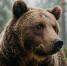 На Алтае выдали дополнительные лицензии на добычу медведя - ТРК Татарстан-Новый век