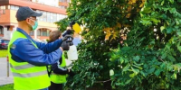 В Архангельске обнаружили слизистого пилильщика и немедленно уничтожили - Tv29.Ru