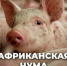 ВНИМАНИЕ! Африканская чума свиней!. - Далматовский муниципальный округ