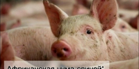 случаи АЧС. - Звериноголовский муниципальный округ