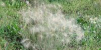 На Южном Урале обнаружили почти 1,4 тыс. гектаров сельхозземли, зарастающей чужеродными растениями - Агентство новостей Доступ