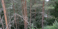 background - Вологда-поиск