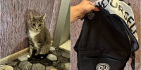 Кота в рюкзаке подкинули в воронежский парк «Танаис» - ГТРК Воронеж