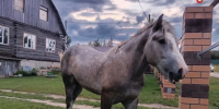 В Калуге лошадей и коров собираются отправлять на штрафстоянку - Калужский перекрёсток