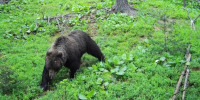 Медведь / Охотник / Лес / Официальный канал в Мах правительства Республики Алтай - ИА Амител