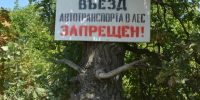 Жителям Саратовской области запретили ходить в леса: подписан документ - ИА Версия-Саратов