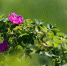 Фото: ПАИ - InformPskov.Ru