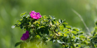 Фото: ПАИ - InformPskov.Ru